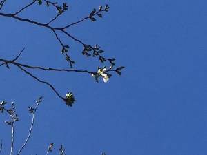 IMG_6999
