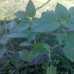 IMG_20240703_170819
