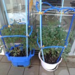 IMG_20240726_084317