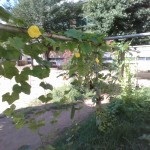 IMG_20250724_081622