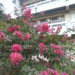 IMG_20250731_082612
