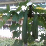 IMG_20250808_081547
