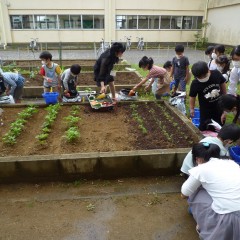 ２年生ミニトマト植え2