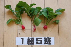 １組５班