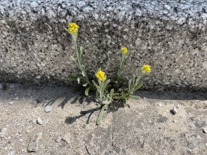 IMG_0667