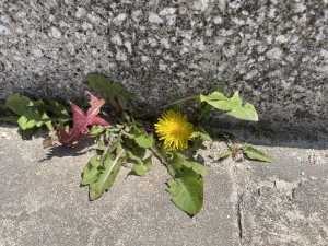 IMG_0668