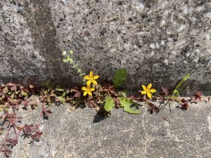 IMG_0669