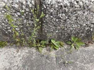 IMG_0711