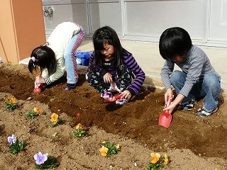 P1070978 1年生:チューリップの球根植え