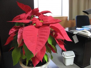 IMG_4659 とよつ祭りで校長先生が買ったポインセチアの赤が鮮やかです。"