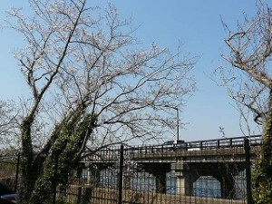 P1100184 学校裏の駐車場に咲く桜\