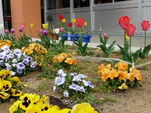 P1100316 花壇もきれいになりました。\