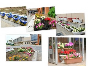 2012529 学校の花壇も色鮮やかになってきました。\