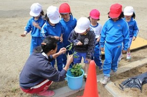 IMG_4851 サツマイモの苗植え