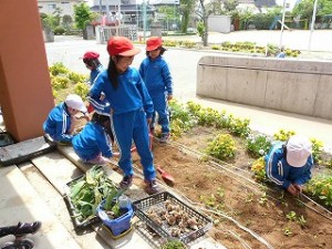 P1100559 1・2年生 生活科 花壇の植え替え作業 アサガオの種まき\