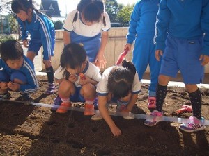CIMG2908 チューリップの球根を植えています。\