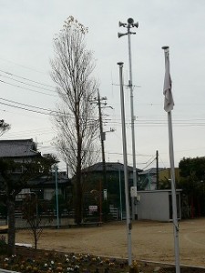 P1130542 シンボルの木(ポプラ)\