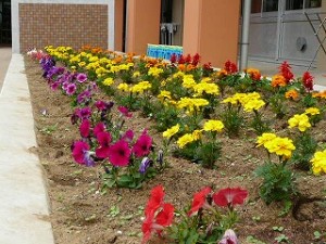 P1150836 みんなで植えた花の苗も大きくなってきました。\\
