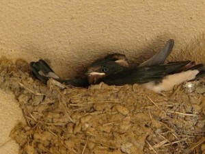 P1160533 校舎軒下のツバメのひなももうすぐ巣立ちですね!\