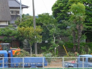 P1160562 グラウンド周辺の樹木の移植、枝払い作業です。\