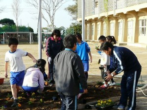 P1180711 4・5年生による朝の奉仕活動 パンジーの植え替え作業