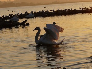 P1190552 力強く飛躍していきましょう!\