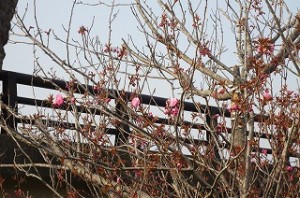 IMG_0925 神宮橋から見える見事な八重桜も開花しました。\\\\