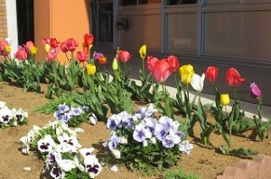 IMG_0928 1年生教室前花壇のチューリップです。\\