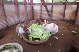 IMG_1156 ウサギのえさを持ってきてくれた方々ありがとうございます。\\\\