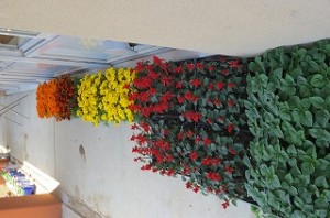 IMG_1323 月曜日の業間に花を植えます。\