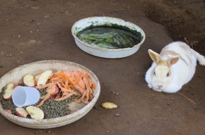 IMG_1325 暑くてうさぎもばて気味です\