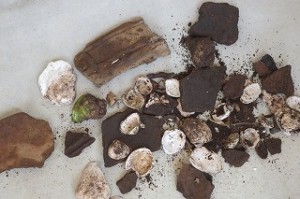 IMG_1329 この写真には,「はまぐり・赤貝・サザエ・牡蠣」が写っています。6000年前の人々が食した物です。また,縄文土器や石器らしき物も見つけました。田谷貝塚に行き,落ち葉をどけると出てきた物達です。\