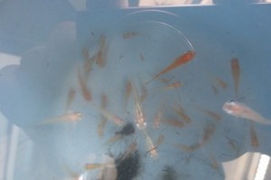IMG_1462 本校の新しく仲間になった白メダカとヒメダカです。読み聞かせをしてくださってる古賀さんからいただきました。\\\\