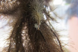 IMG_1476 写真の中央にメダカの卵が見えます。隣の赤ちゃん用水槽(上の写真,右側の水槽)に移しかえます。\
