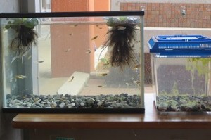 IMG_1477 金曜日に来た仲間のメダカがバケツから水槽に移されました。\