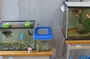 IMG_1356 古賀さんにいただいたメダカの水槽を,鯉(大正三色)の水槽脇に引っ越しました。これで水も濁らなくなると思います。\