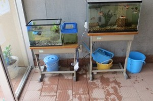 IMG_1504 業間の休み時間に2年生・5年生・1年生の有志がメダカの水替えをしてくれました。鯉の水槽から水をもらいました。\