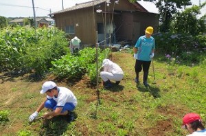 IMG_1574 豊津まちづくりセンターにある「リトルファーム」の草抜きをしています。\