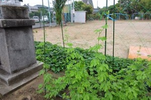 IMG_1599 手前が『ゴーヤ』向こうが『サツマイモ』です。\