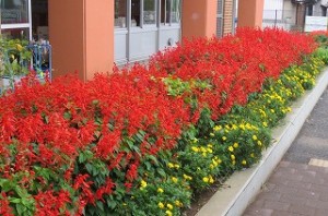 IMG_1856 夏の暑さがなくなって2週間。サルビアの花房が伸び,赤色も濃くなってきました。\