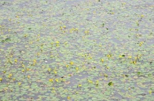 IMG_2130 そんな中で,アサザは一所懸命咲いていました。\