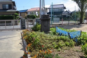 IMG_2184 台風18号で,4年生のゴーヤの棚が倒れました。今から起こします。\