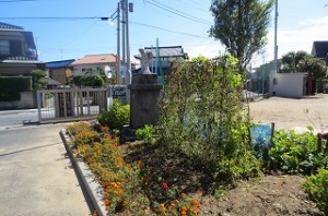 IMG_2187 起こしました。4年生の理科の学習で,「冬のゴーヤの様子」を学習するため,枯れてもとっておきます。\