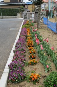 IMG_3313 花壇です。\