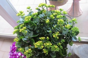 IMG_3315 きれいに花を咲かせました。黄色と緑がとても鮮やかです。\