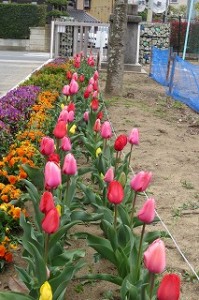 IMG_3706 チューリップが咲き誇りましたので、朝、思わずカメラにおさめました。\