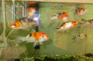 IMG_3710 玄関の「大正三色」も撮りました。今年で三年目。さすが鯉、丈夫です。だいぶ大きくなりました。春になったので食欲も旺盛になってきました。児童のみなさんも給食を残さず食べて丈夫になりましょう。\