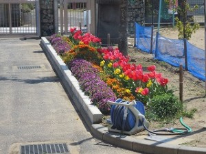 IMG_3734 陽の光に誘われてチューリップの花びらが大きく開きました。\