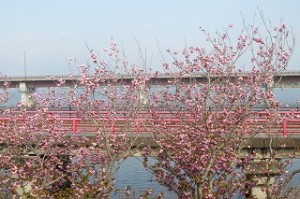 IMG_3776 素晴らしい景色です。(ランチルームから)\