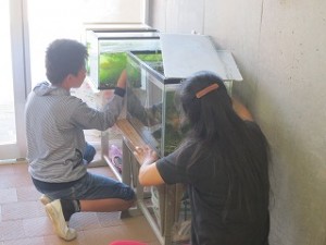 IMG_4040 飼育委員会です。水槽の汚れを懸命にきれいにしてくれています。\